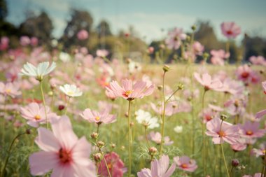 Cosmos çiçek çiçek bahçesinde