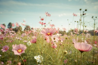 Cosmos çiçek çiçek bahçesinde