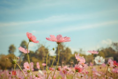 Cosmos çiçek çiçek bahçesinde