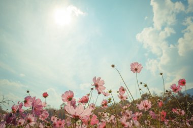 Cosmos çiçek çiçek bahçesinde