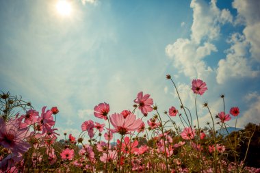 Cosmos çiçek çiçek bahçesinde