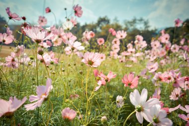 Cosmos çiçek çiçek bahçesinde
