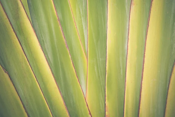Big banana leaf texture background — Stock Photo, Image