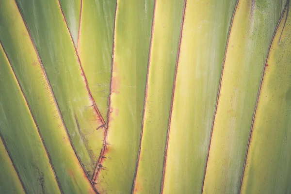 Grote bananen blad textuur achtergrond — Stockfoto