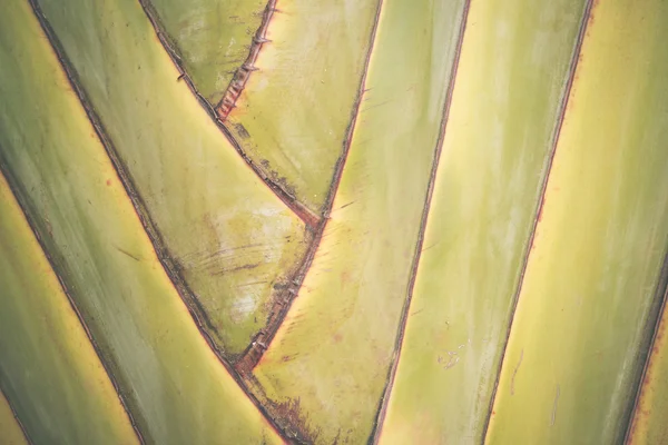 큰 바나나 잎 질감 배경 — 스톡 사진