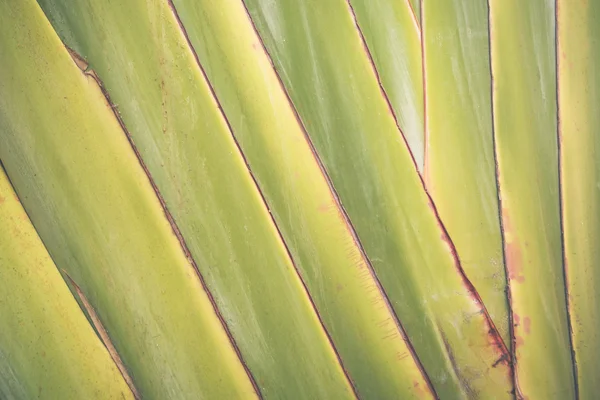 Big banana leaf texture background — Stock Photo, Image