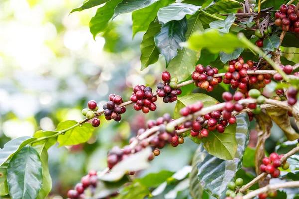 Kaffebönor raw plantation — Stockfoto