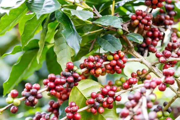 咖啡豆原料林 — 图库照片