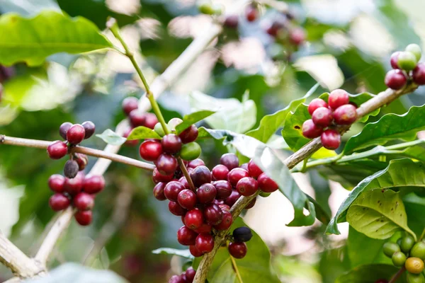 Kaffebönor raw plantation — Stockfoto