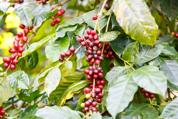 Koffiebonen ruwe plantage — Stockfoto