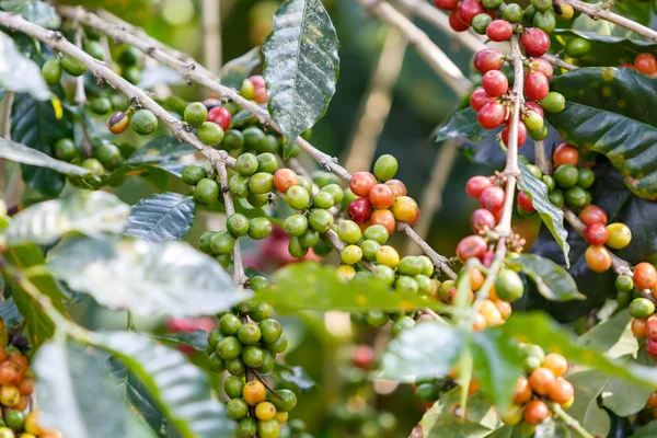 Kaffebönor raw plantation — Stockfoto