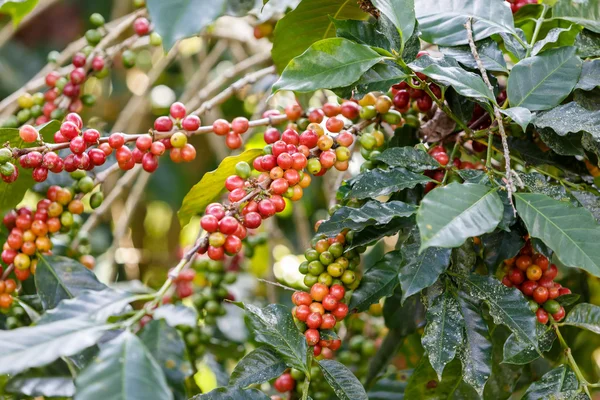 Grãos de café plantação crua — Fotografia de Stock