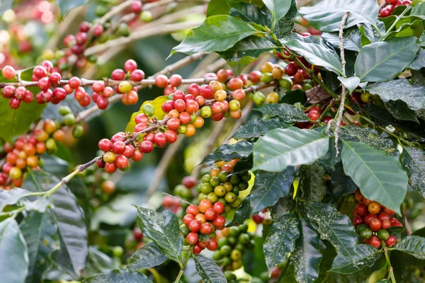 Kaffebönor raw plantation — Stockfoto