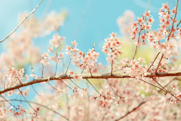 Vilda himalayan körsbär våren blossom — Stockfoto