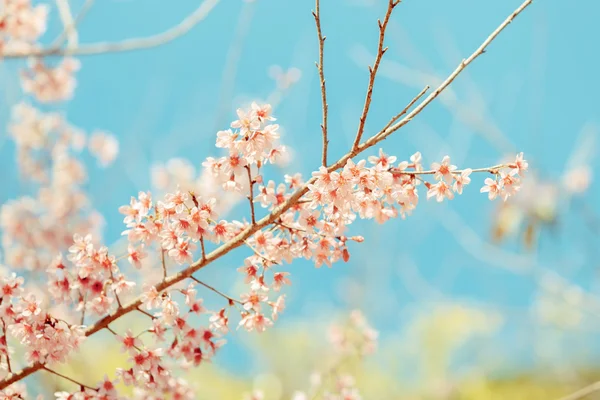 Flor de primavera de cerezo del Himalaya salvaje —  Fotos de Stock