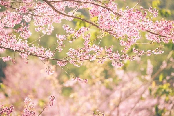 Flor selvagem da primavera da cereja do Himalaia — Fotografia de Stock