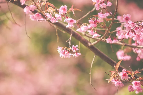 Fiore selvatico di ciliegio himalayano — Foto Stock