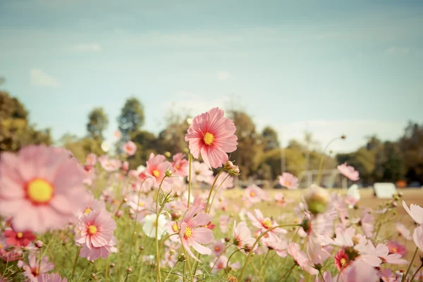 Kosmos bloem bloeien in tuin — Stockfoto