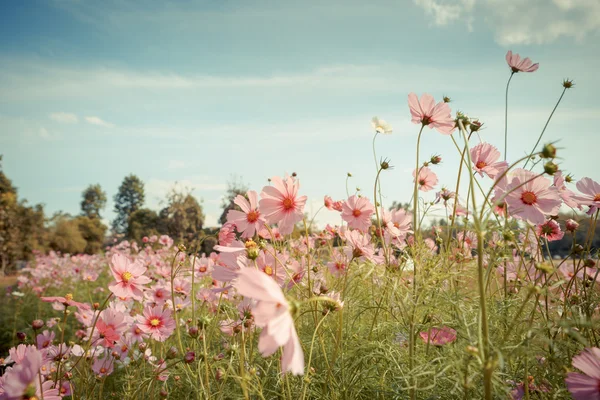 コスモスの花の花の庭 — ストック写真