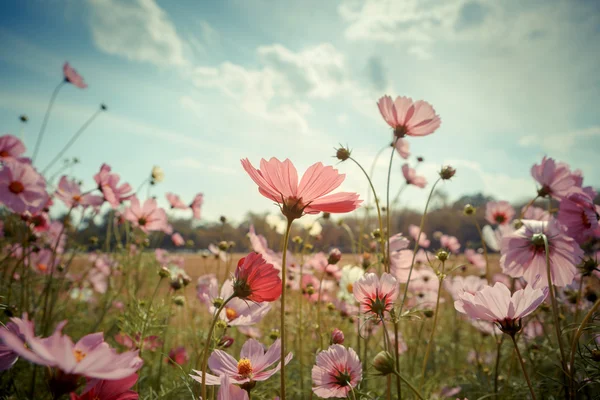 Cosmos flor flor en el jardín —  Fotos de Stock