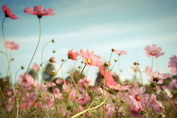 Cosmos flower blossom in garden — Stock Photo, Image