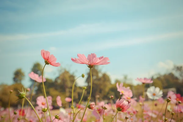 コスモスの花の花の庭 — ストック写真