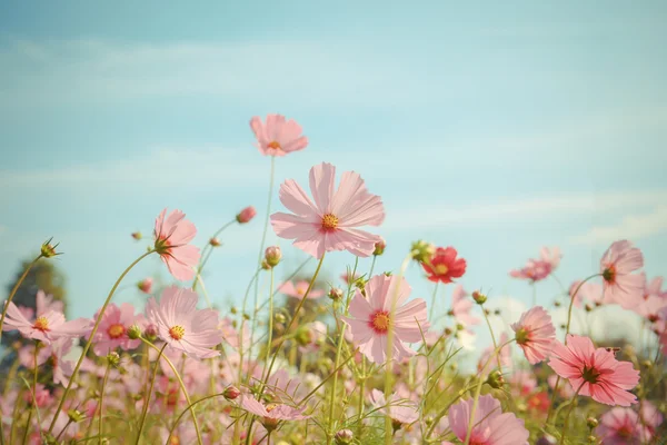 Kosmos bloem bloeien in tuin — Stockfoto