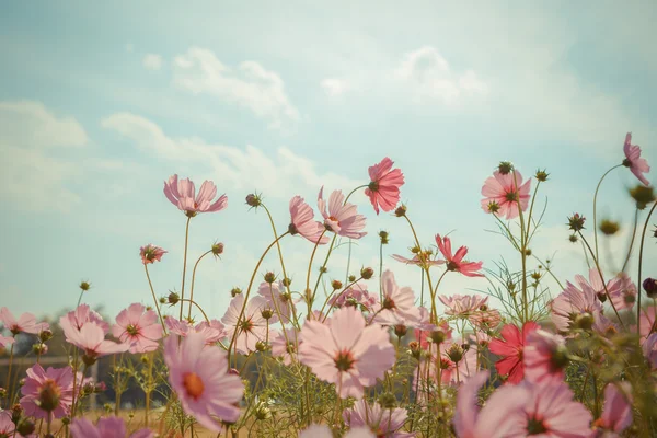 Cosmos flower blossom in garden — Stock Photo, Image