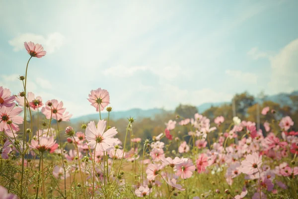 Kosmos bloem bloeien in tuin — Stockfoto