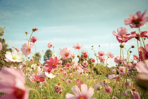 コスモスの花の花の庭 — ストック写真