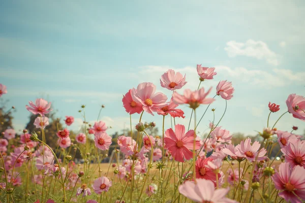 Cosmos flower blossom in garden — Stock Photo, Image