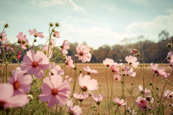Kosmos bloem bloeien in tuin — Stockfoto