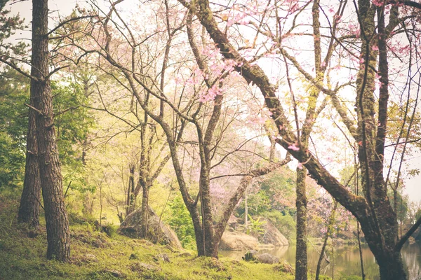 Wild Himalaya cherry voorjaar bloeien — Stockfoto