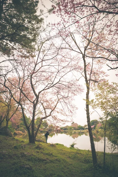 野生ヒマラヤ桜春花 — ストック写真