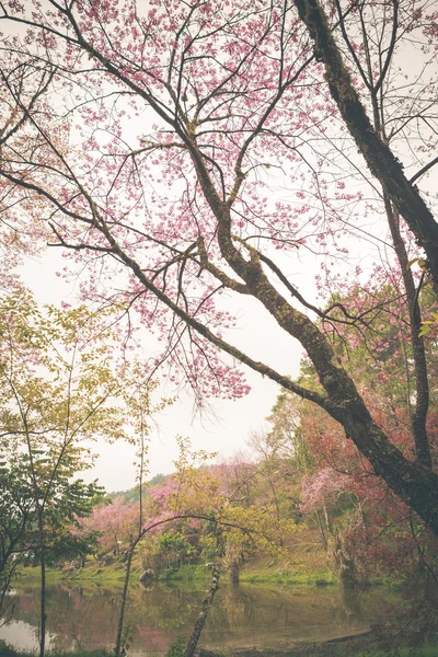 Flor selvagem da primavera da cereja do Himalaia — Fotografia de Stock