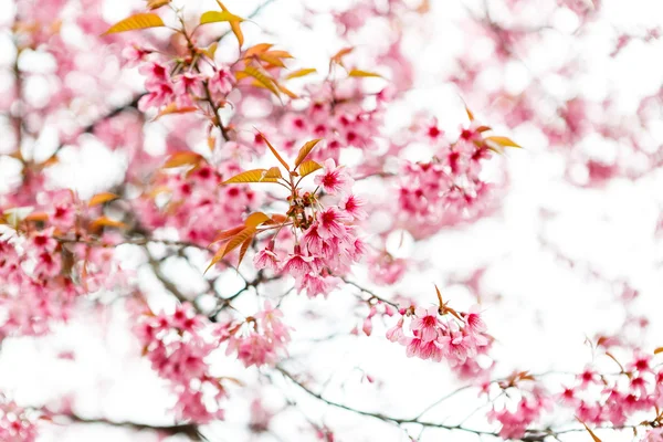 Vilde himalaya kirsebær foråret blomstre - Stock-foto