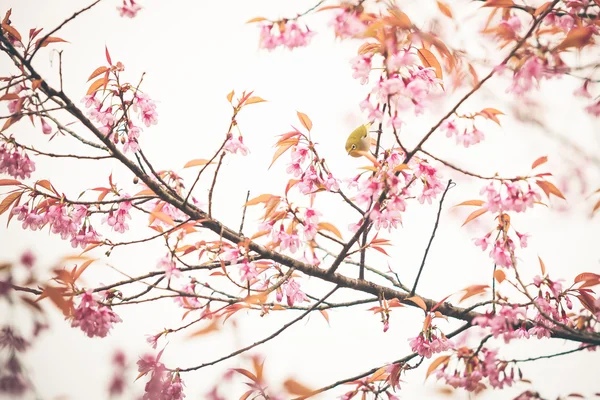 Uccello su fiori di ciliegio e sakura — Foto Stock