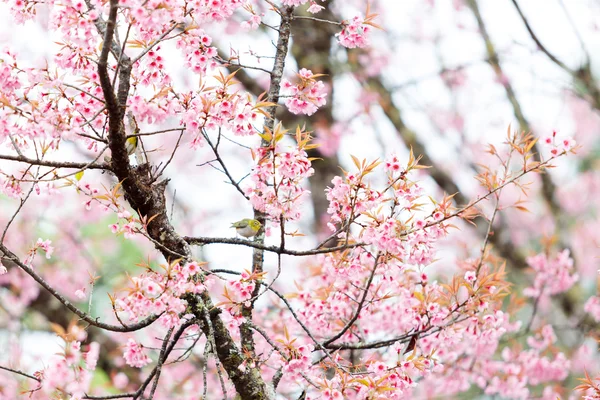 Flor selvagem da primavera da cereja do Himalaia — Fotografia de Stock