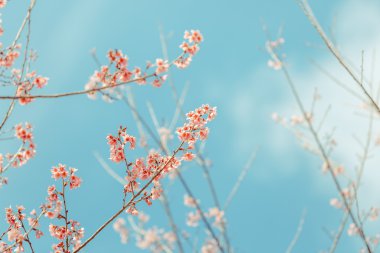vahşi Himalaya kiraz bahar çiçeği