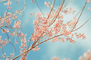 vahşi Himalaya kiraz bahar çiçeği