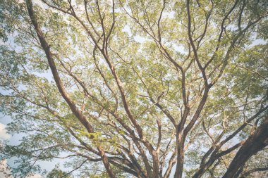 Büyük Mimoza ağaç 