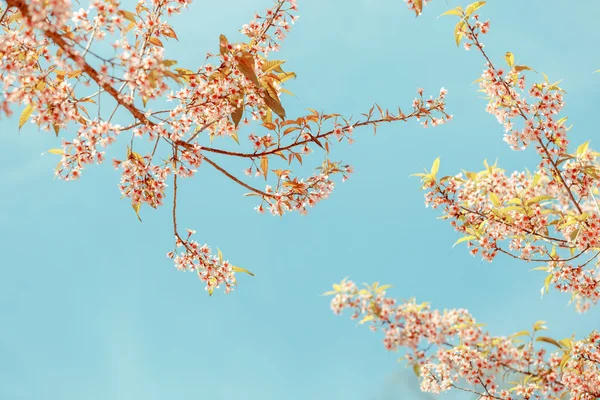 Flor selvagem da primavera da cereja do Himalaia — Fotografia de Stock