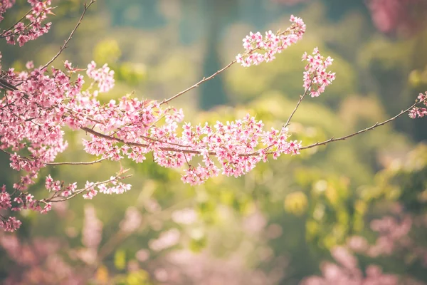 Flor selvagem da primavera da cereja do Himalaia — Fotografia de Stock