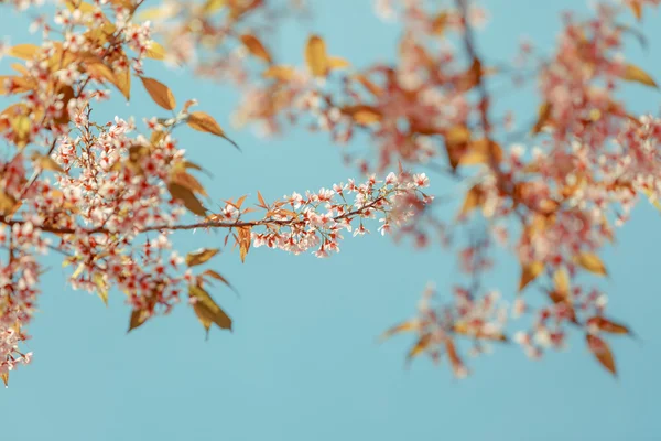 Wild Himalayan Cherry spring blossom — Stock Photo, Image