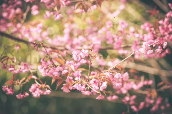 Fiore selvatico di ciliegio himalayano — Foto Stock