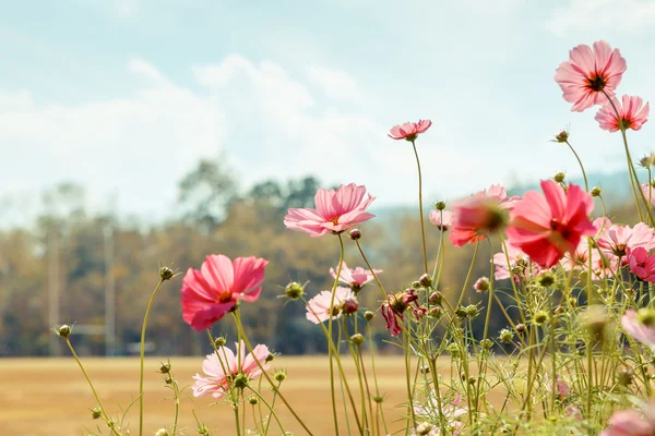 Cosmos flower blossom in garden — Stock Photo, Image