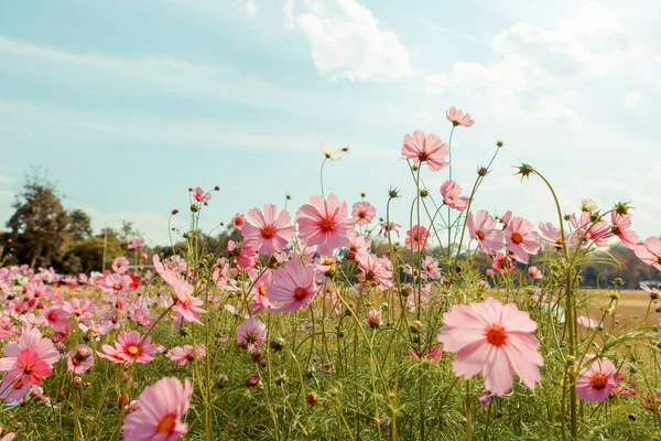 Cosmos flor flor en el jardín —  Fotos de Stock