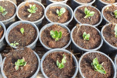 Genç çiçek bahçesi tesisi