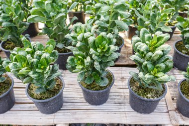 Genç çiçek bahçesi tesisi