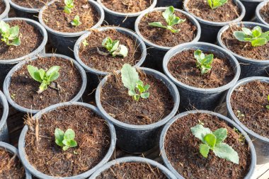 Genç çiçek bahçesi tesisi